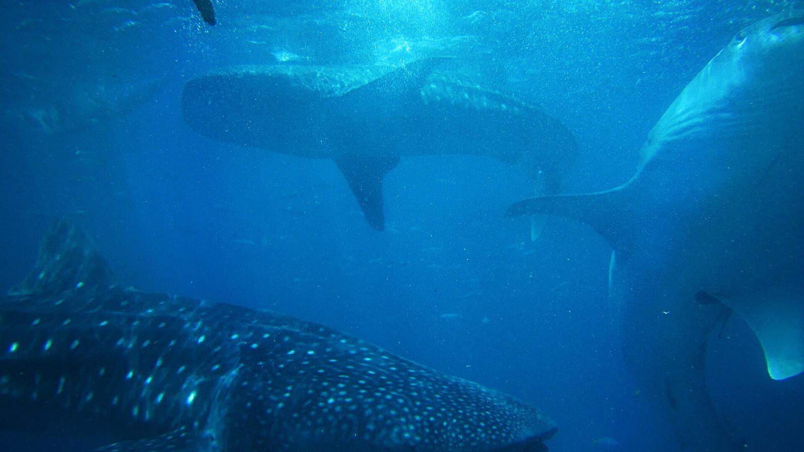 A whale shark swimming in shallow water off Oslob, Cebu