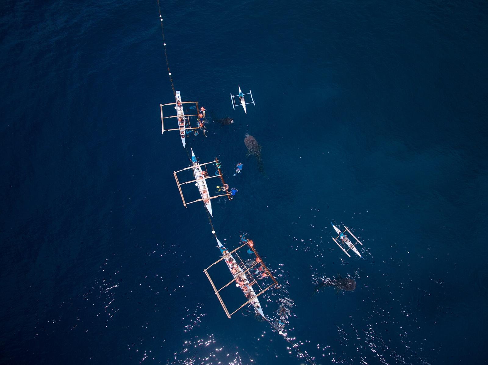 Tourists in life vests crowding around outrigger boats at the Oslob whale shark watching site