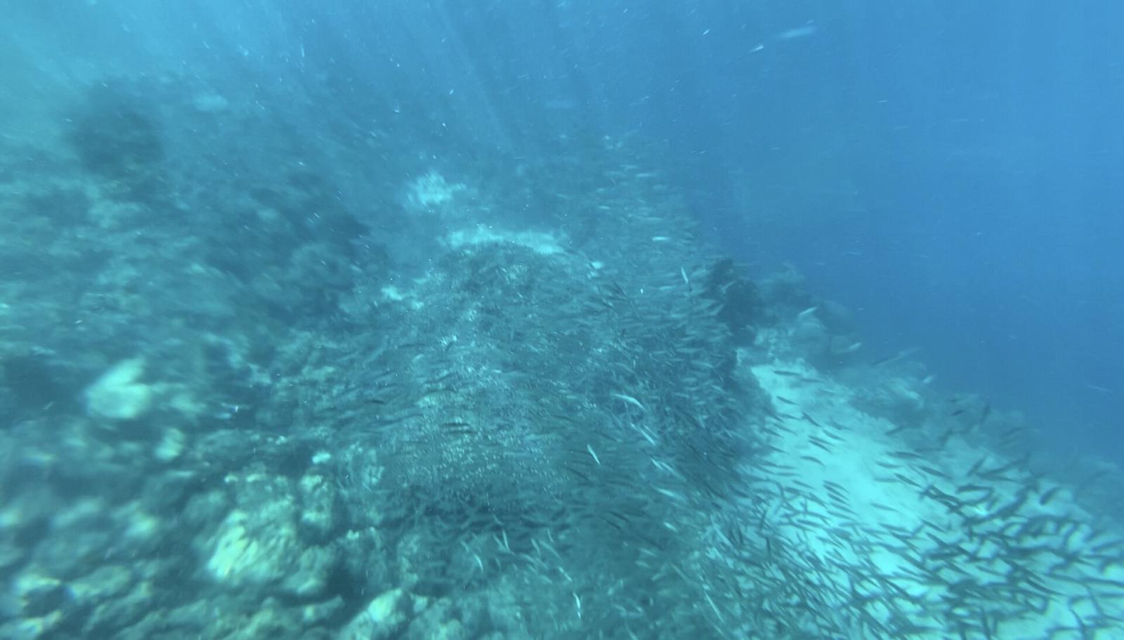 A dense school of sardines moving over the seafloor at Moalboal, Cebu